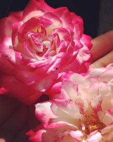 掌心玫瑰太撩人,撩动心弦的人生篇章